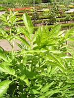 Sureau, Sambucus nigra (Lyon, Parc de la Tete d'or, 2012)(1)